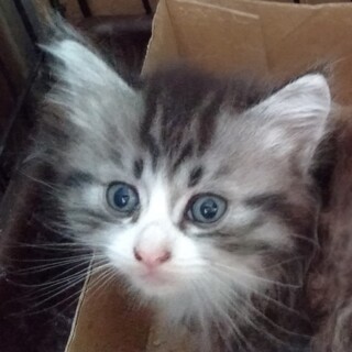 兄妹チビにゃん、長毛サバ白のミルフィー君！