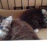 兄妹チビにゃん、長毛サバ白のミルフィー君！ サムネイル5