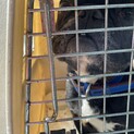 保護犬を迎えませんか？♂