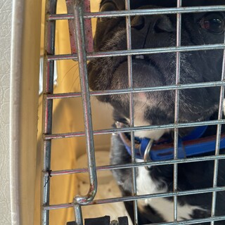 保護犬を迎えませんか？♂