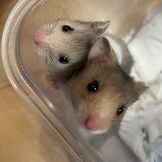 カラーハムスターの赤ちゃん