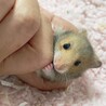 カラーハムスターの赤ちゃん サムネイル2