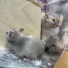 カラーハムスターの赤ちゃん サムネイル3
