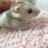 カラーハムスターの赤ちゃん サムネイル5