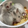 カラーハムスターの赤ちゃん サムネイル4