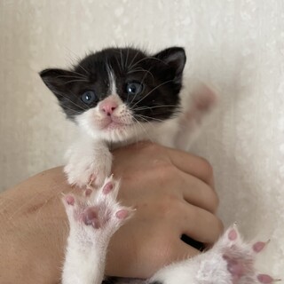 レスキュー要請で仔猫保護致しました