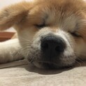 秋田犬の男の子　3ヶ月　モフモフむちゃ可愛わ