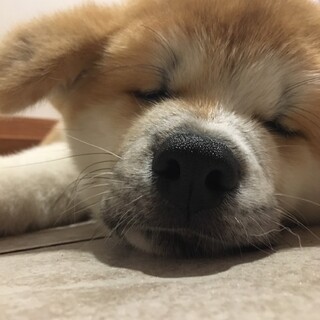 秋田犬の男の子　3ヶ月　モフモフむちゃ可愛わ