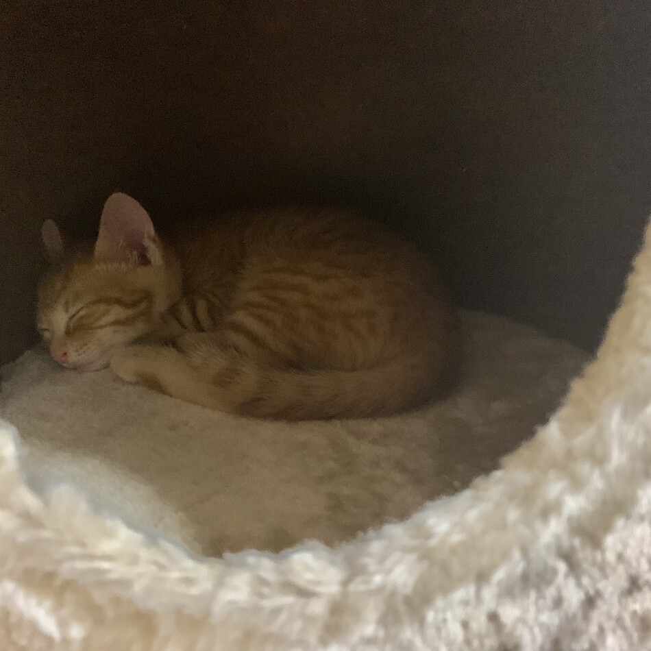 茶々丸のカバー写真