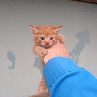 茶トラ⑤　メス　柄はっきり　真っすぐ尻尾