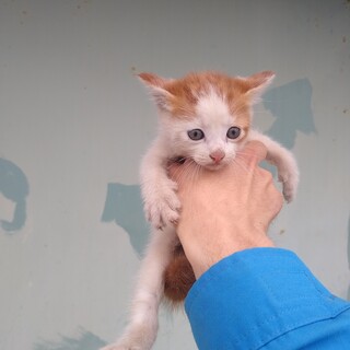 茶ハチ③　オス　綺麗なハチワレ　中間カギ尻尾