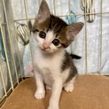 お転婆娘だけどとっても甘えん坊。アリス2ヶ月弱