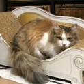 再募集！アイラインくっきり美猫の半長毛メルちゃん