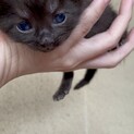 子猫、5月14日生まれ