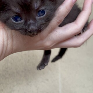 子猫、5月14日生まれ