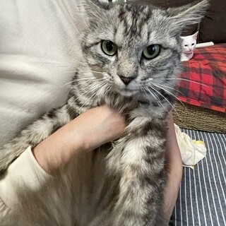 ふさふさ長毛のガッツくん