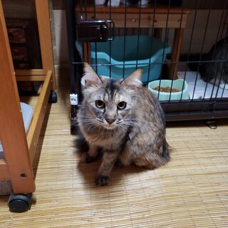 キジ猫　母猫