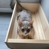 ビター