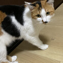 甘えん坊、ふうちゃん