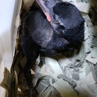 急募カラスの雛