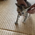 野良猫白ちゃんの子　三毛