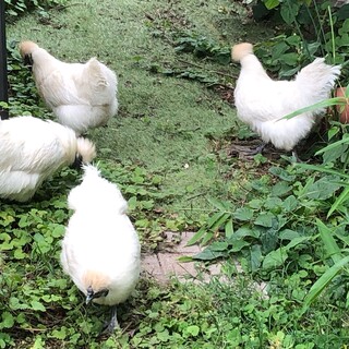 東京うこっけい　メス4羽　人懐っこいです