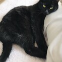 【里親さん決定しました】黒猫さん♪