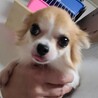 チワワの三日月ちゃん♀２才 サムネイル2