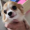 チワワの三日月ちゃん♀２才 サムネイル3