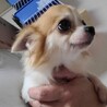 チワワの三日月ちゃん♀２才 サムネイル4