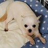 スムースチワワのチーズちゃん♀６才 サムネイル3