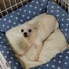 スムースチワワのチーズちゃん♀６才 サムネイル4
