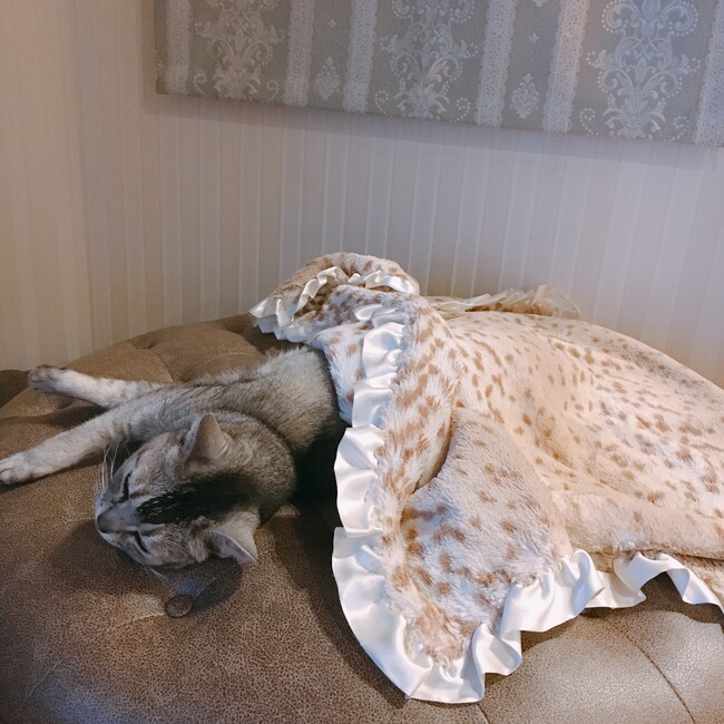 ぱてぃやまさちこ♡のカバー写真