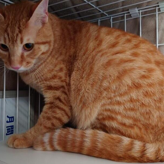 譲渡されました。