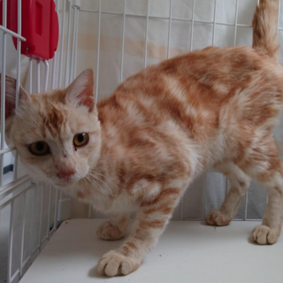 譲渡されました。