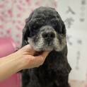 おっとりシニア犬最高！アメコカのペパーミント君！