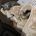 甘えん坊の姉妹猫です！
