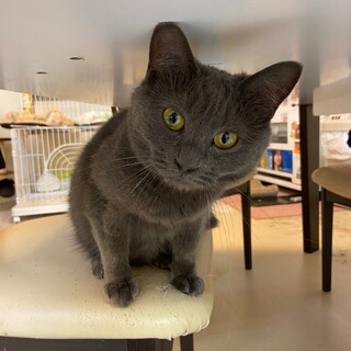 【保護猫】ロビン♀グレー