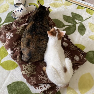 気がつくとピタリとくっつかれてるハルちゃんの図