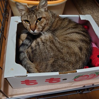お見合い決定募集停止★マイ★キジトラ美猫