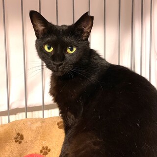 シャイなところがほっとけない♡黒猫コピちゃん