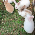 生後2ヶ月　ロップイヤー