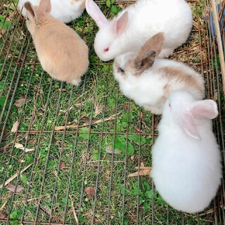 生後2ヶ月　ロップイヤー