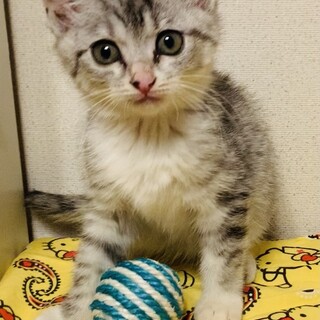 さばにちゃん　2ヶ月　メス