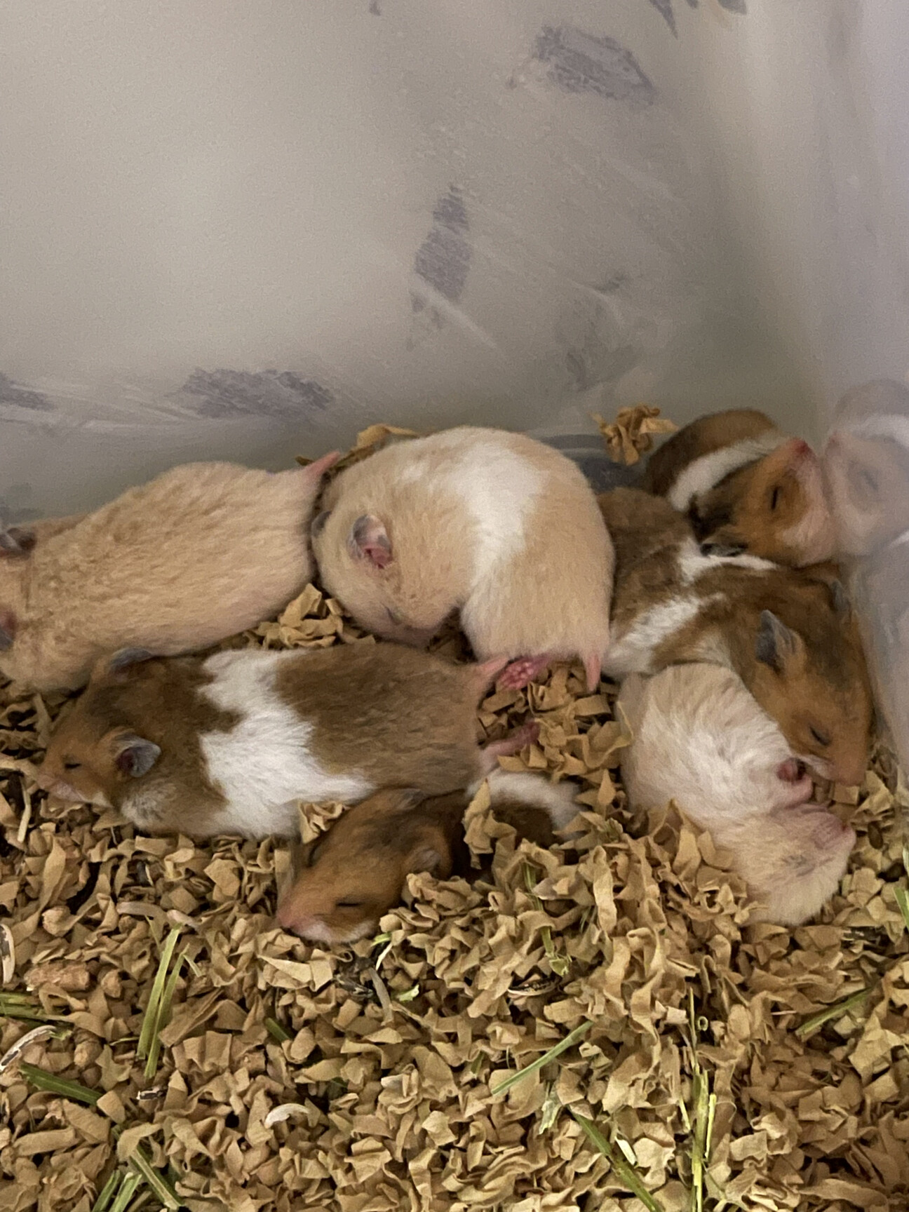 可愛いゴールデンハムスタ 東京都 小動物の里親募集 ペットのおうち 月間利用者150万人