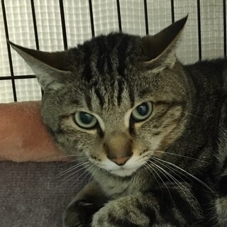 助けてください‼️イケニャンキジトラれお君