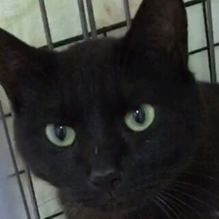 SOS!！人なれなれスリスリ綺麗な黒猫⭐️れん