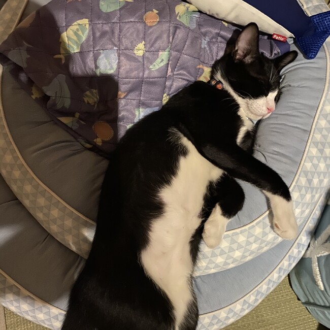 (=^ ェ ^=)のカバー写真