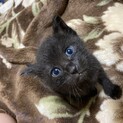 2021/05/01産まれの仔猫 7月頭にお引渡し