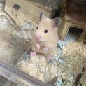キンクマハムスター赤ちゃん　里親募集